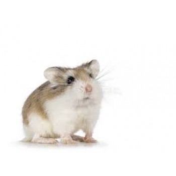 Hamster Roborovski